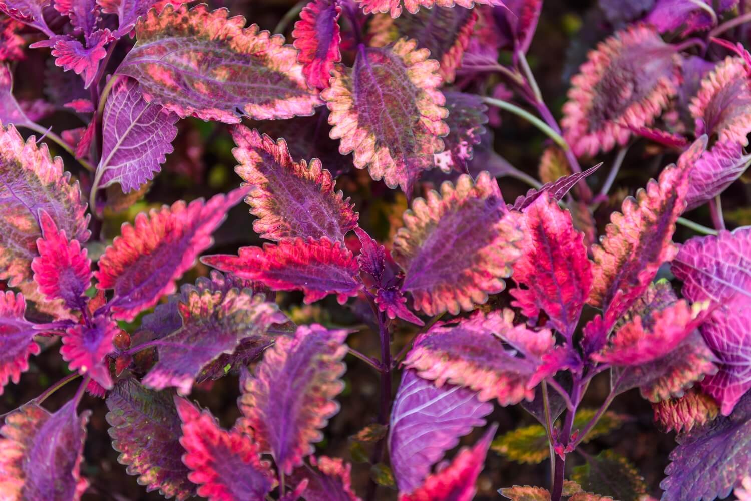 Coleus Plectranthus scutellarioides