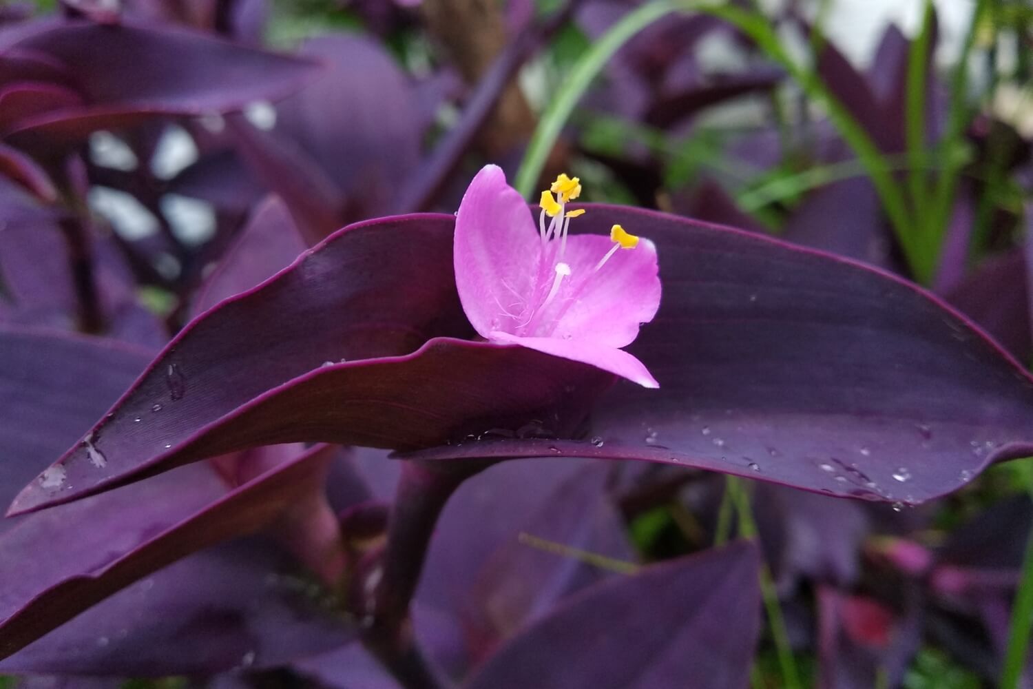 Purple Heart Flowers bloom