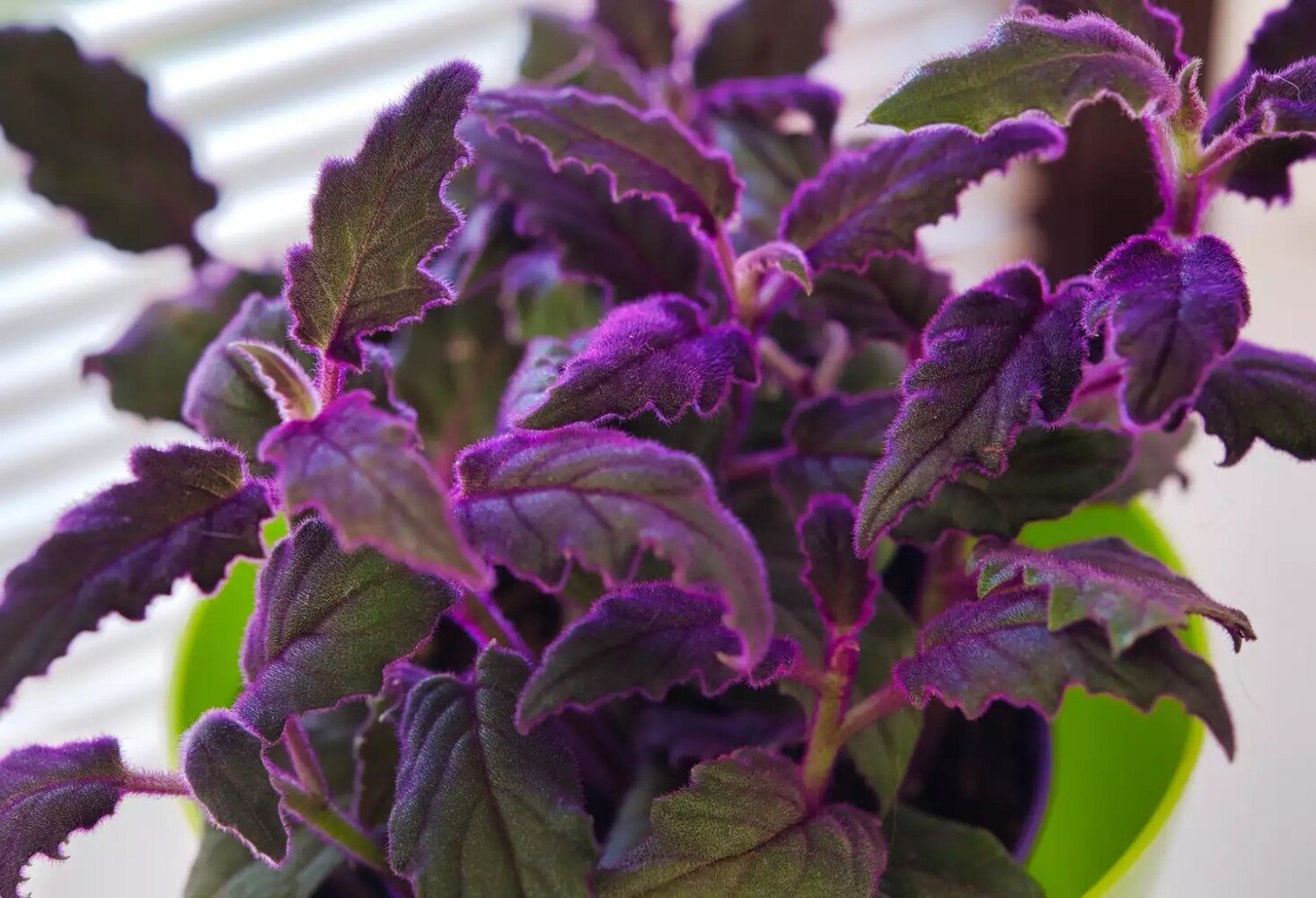 Closeup of purple passion vine foliage
