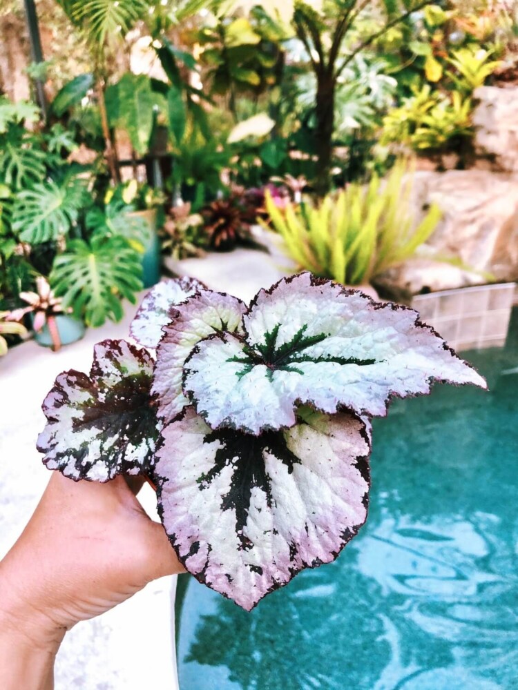 Rex Begonia purple leaf