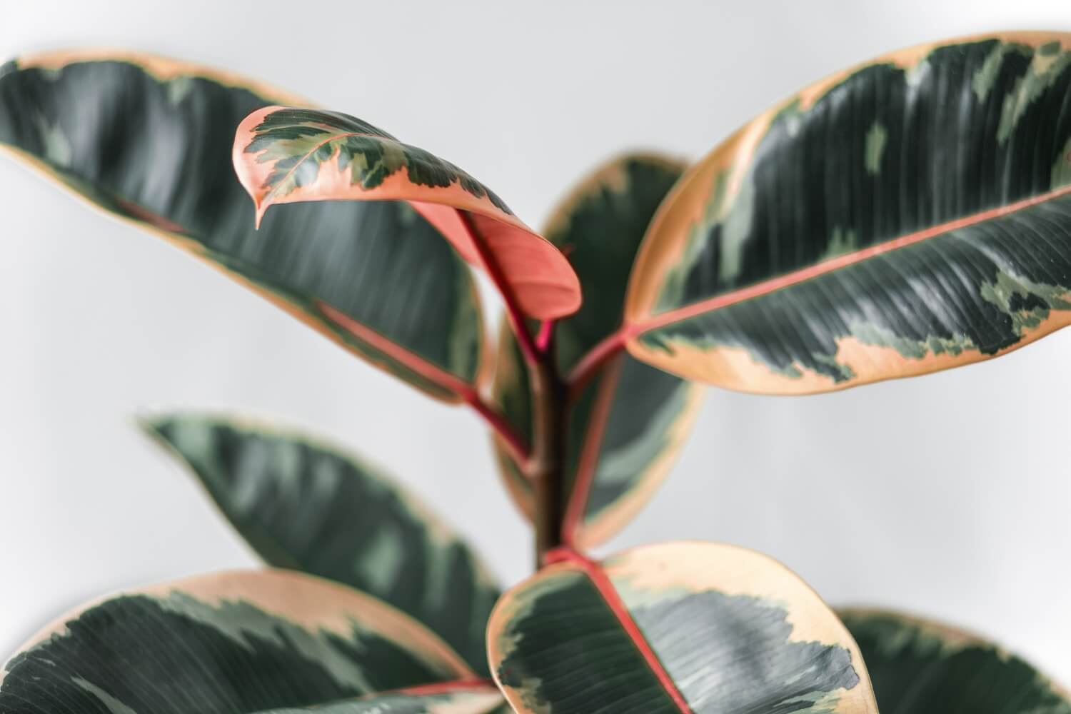 Ficus Elastica Rubber Plant
