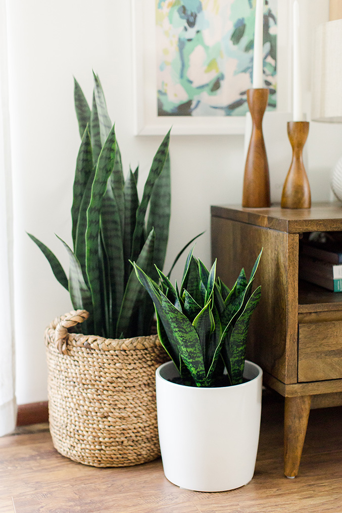 Snake plant in a room