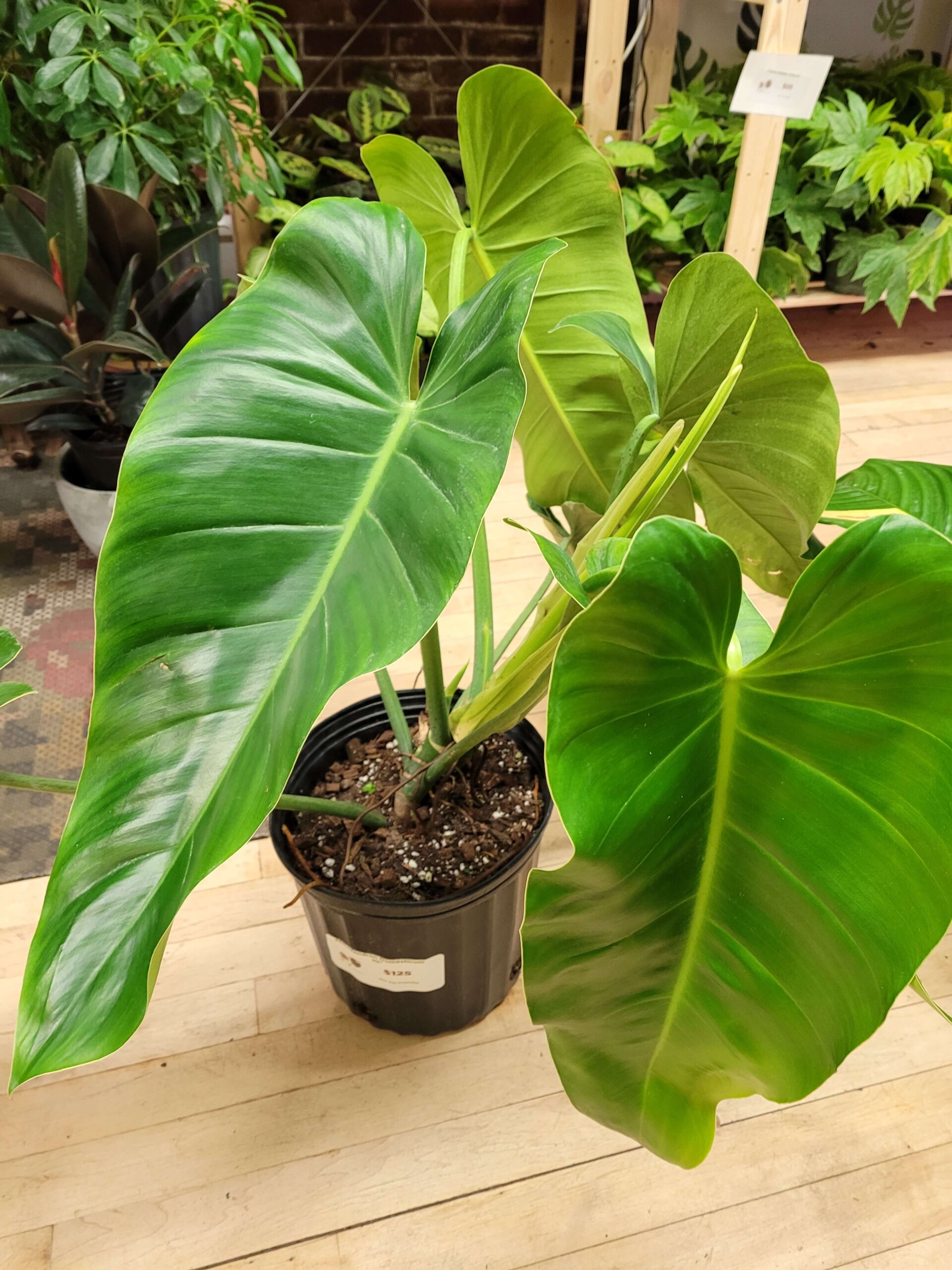 Spade-Leaf Philodendron (Philodendron domesticum)