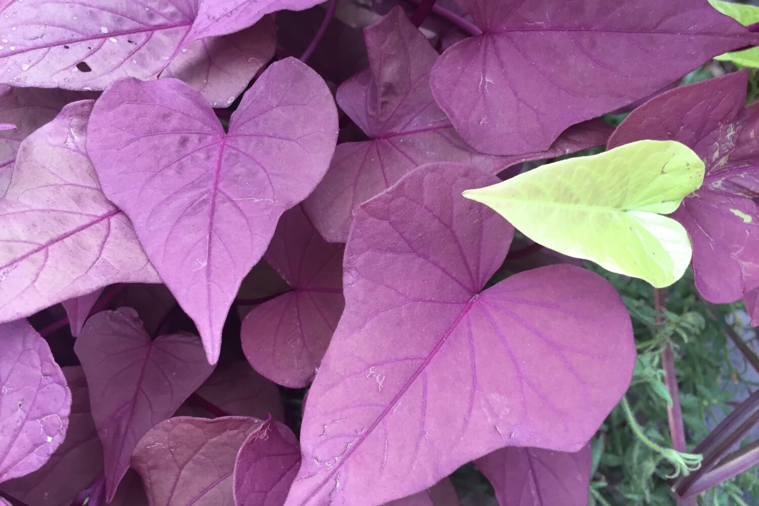 Ace of Spades sweet potato vine leaves