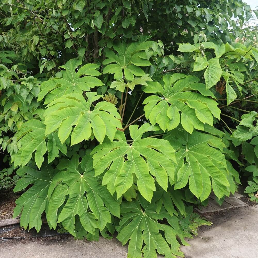 Rice paper plant Tetrapanax papyrifer