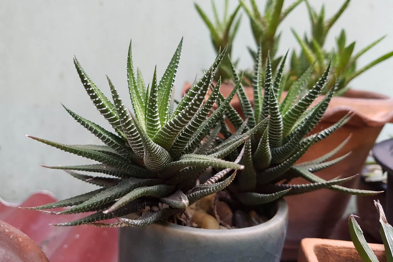 Zebra Haworthia Pot