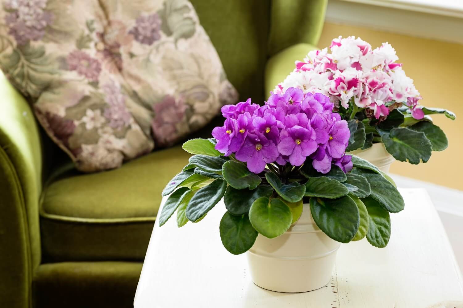African Violets
