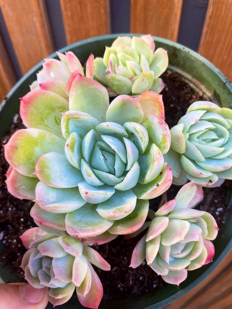 Echeveria 'Raspberry Ice' succulent