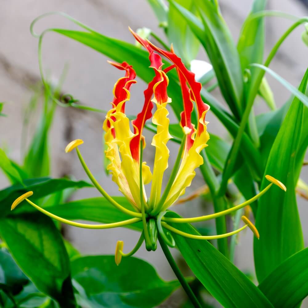 Fire Lily