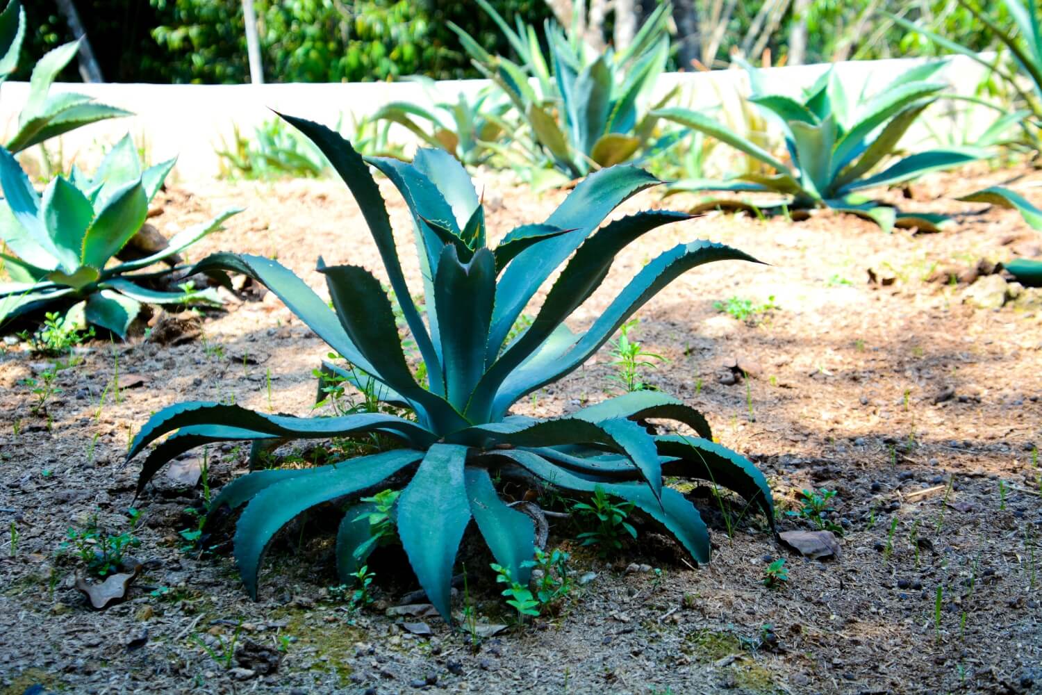 Rare Maximiliana Agave Plant in Mexico