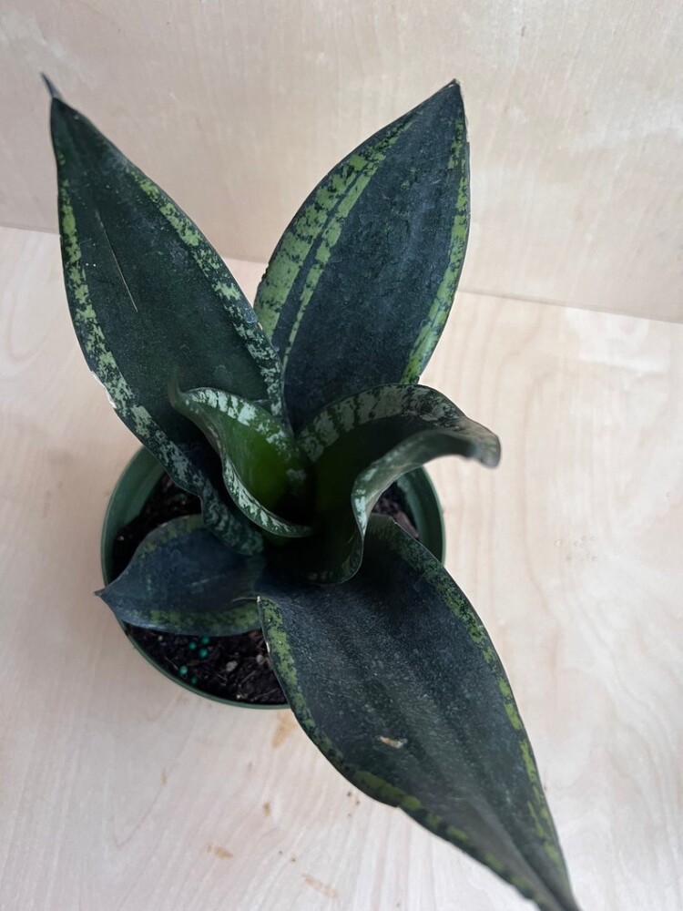 Sansevieria Silver flame