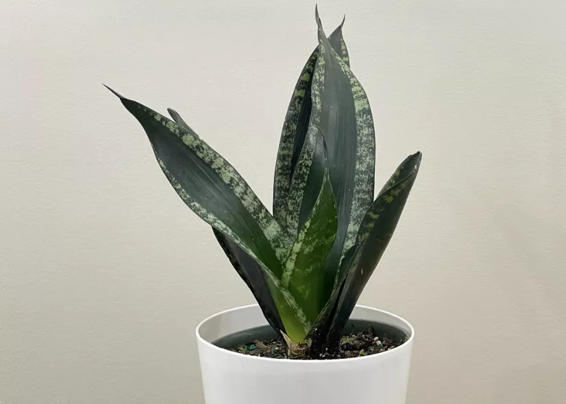 Sansevieria trifasciata whitney