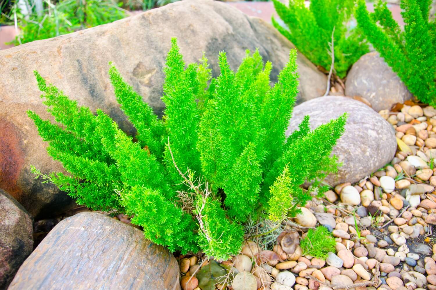 Asparagus Fern outdoors