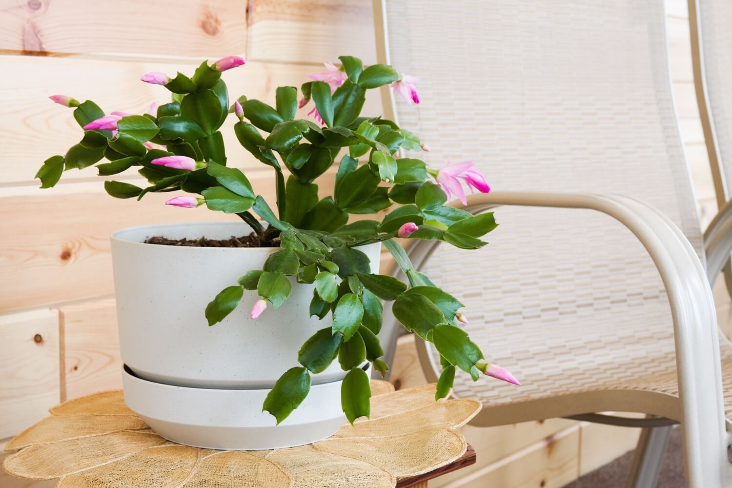Christmas cactus care