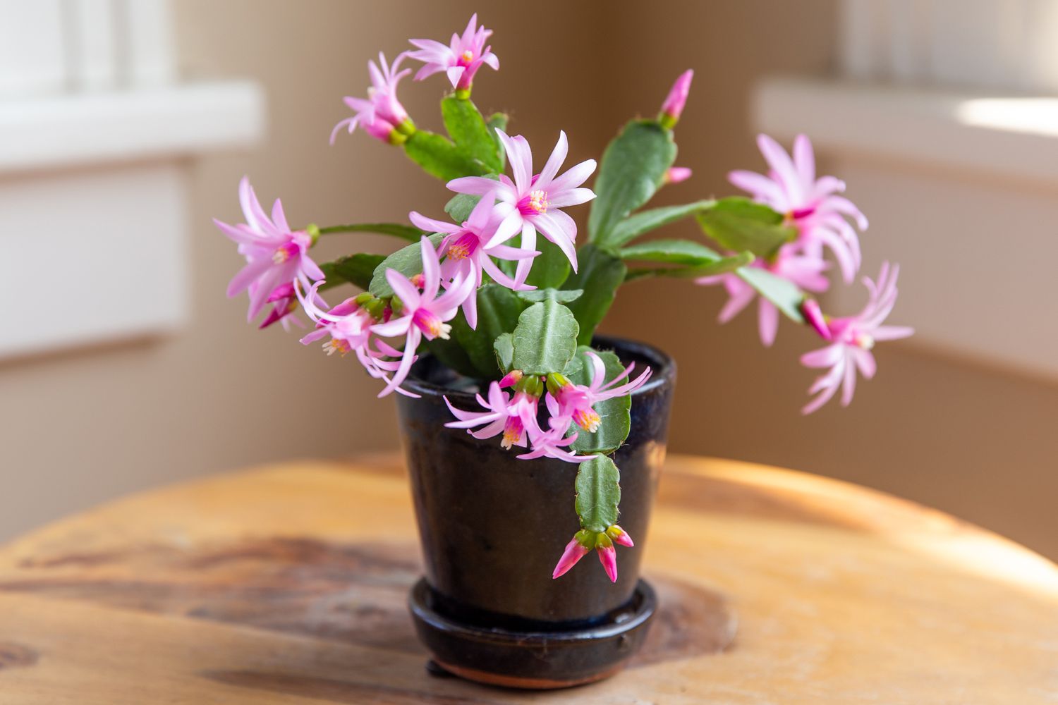 Easter cactus plant with pink flowers and buds in black pot