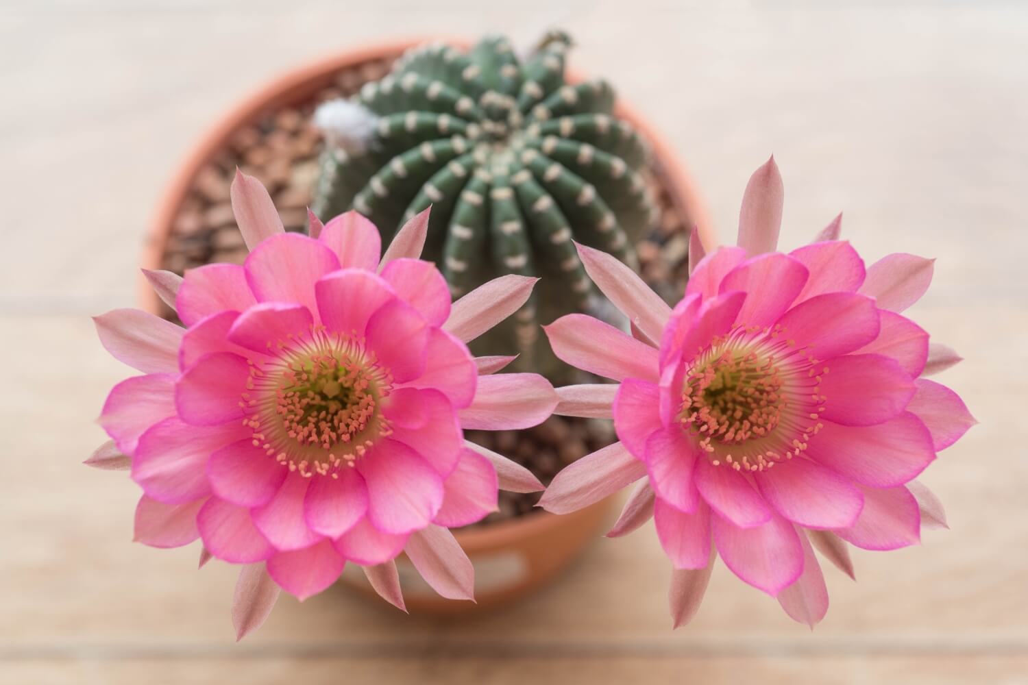 Echinopsis pink cactus with flowers