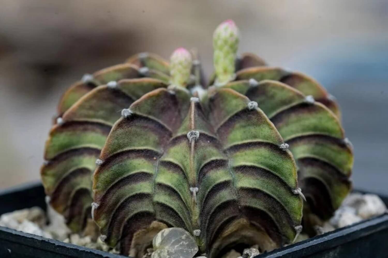 Gymnocalycium Stenopleurum closeup