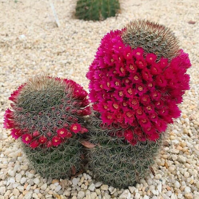 Grow And Care For Mammillaria Cacti Tips For A Stunning Cactus grow-and-care-for-mammillaria-cacti-tips-for-a-stunning-cactus