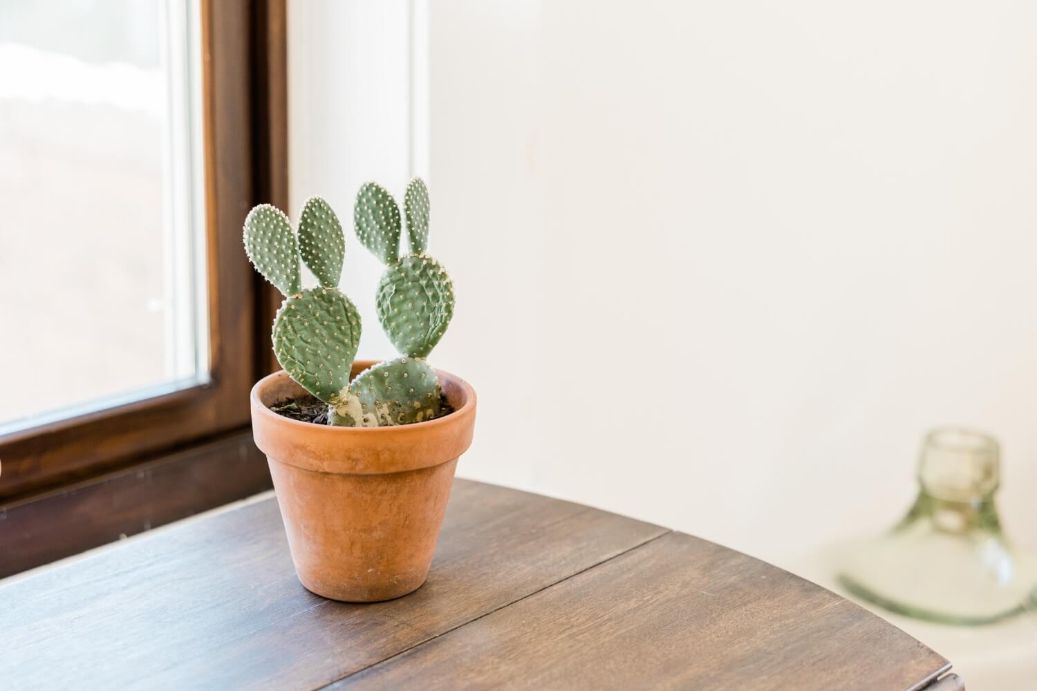 Potted Bunny Ear Cactus on a Table