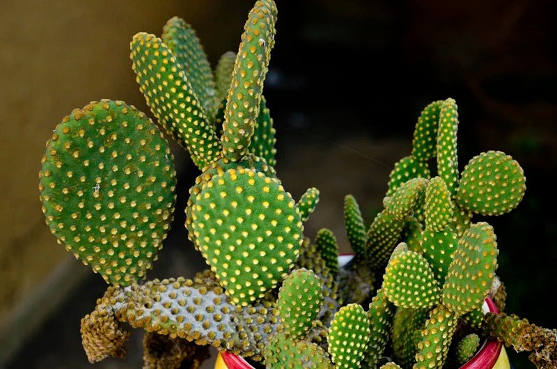 Opuntia