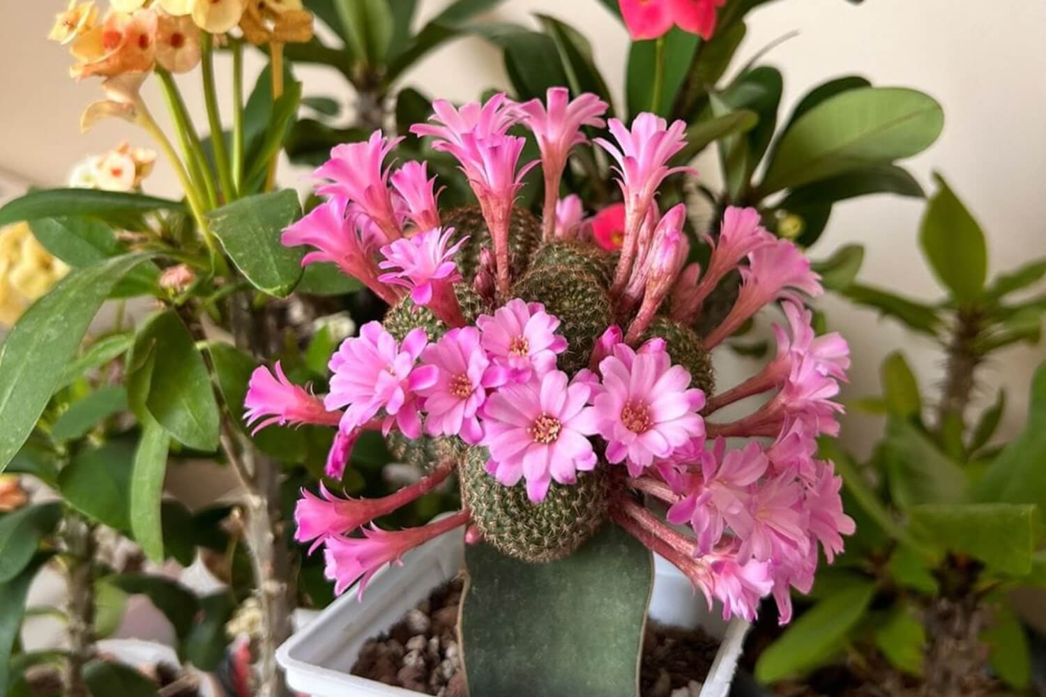 Rebutia cactus