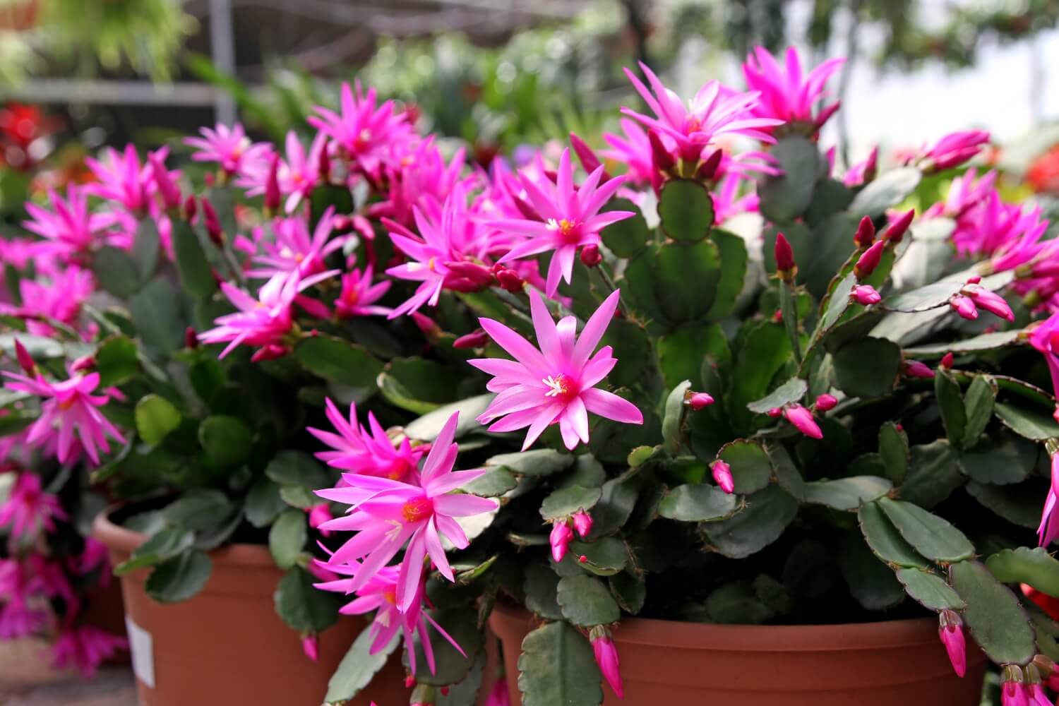 Rhipsalidopsis or 'Easter cactus'
