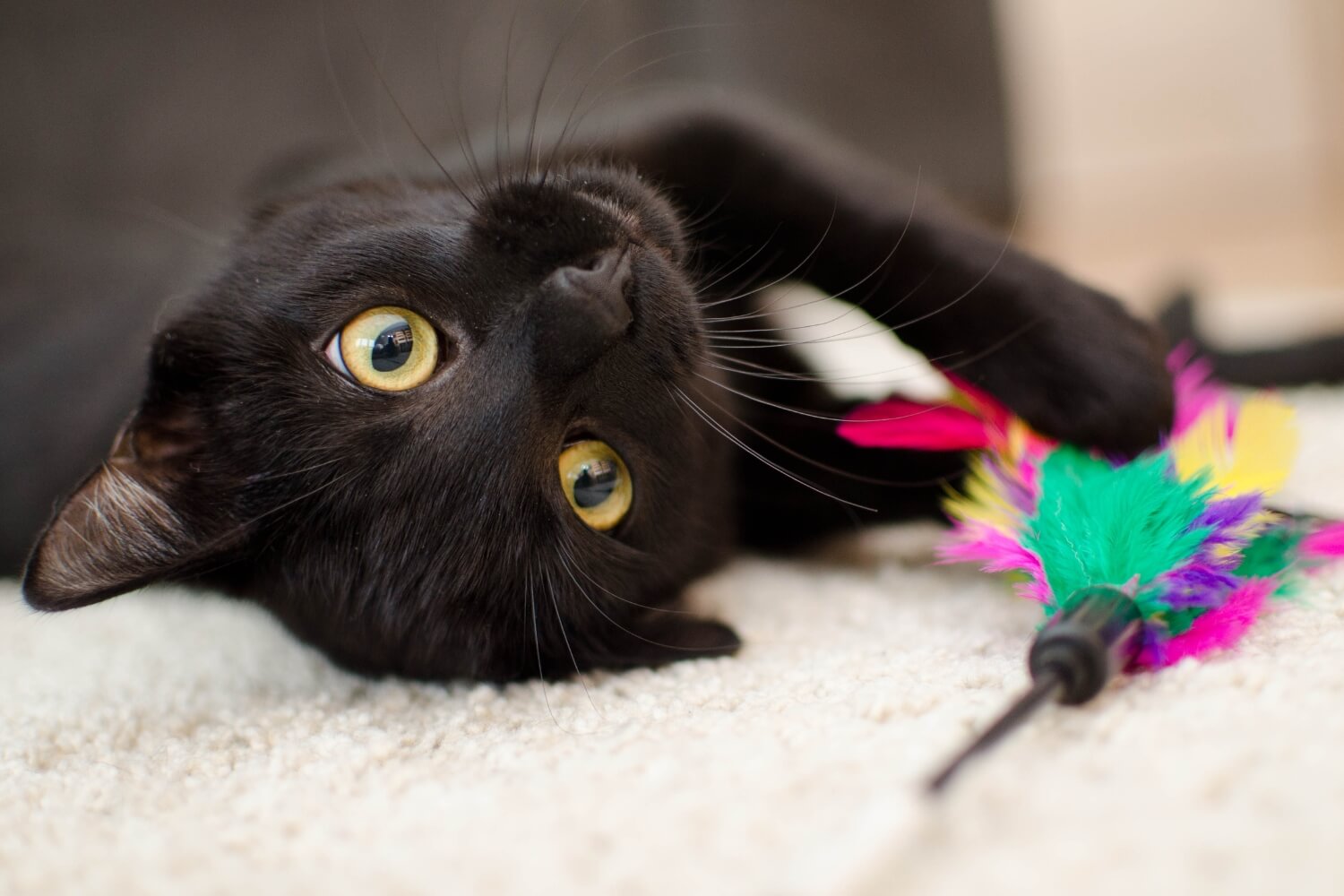 Black Cat Playing With Toy