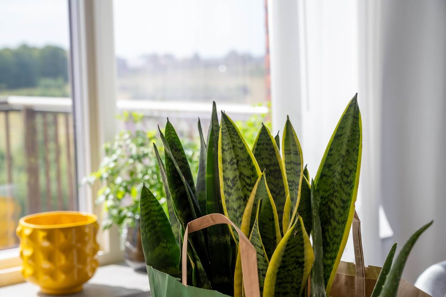 Green snake plants in preparation for planting