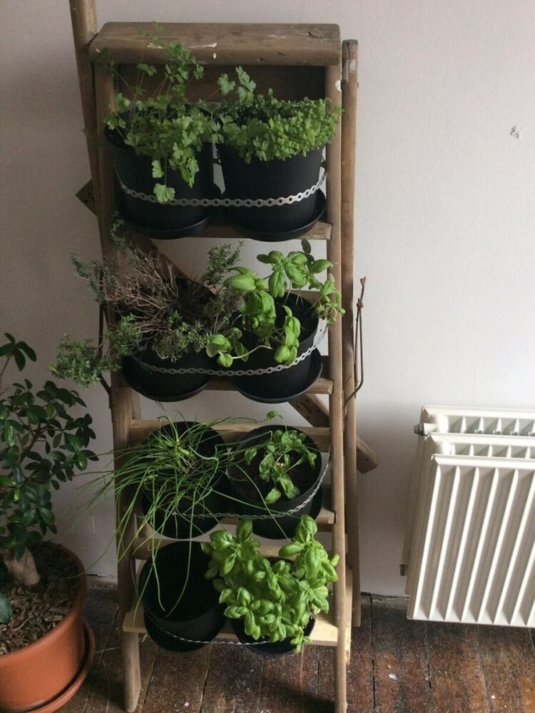 ladder herb garden with tilted design