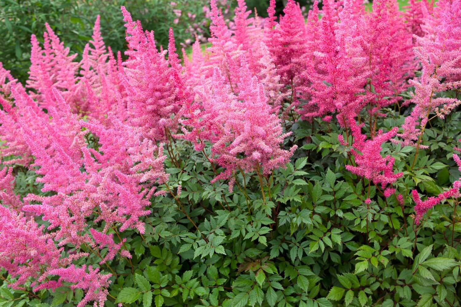 Astilbe Perennial Plant