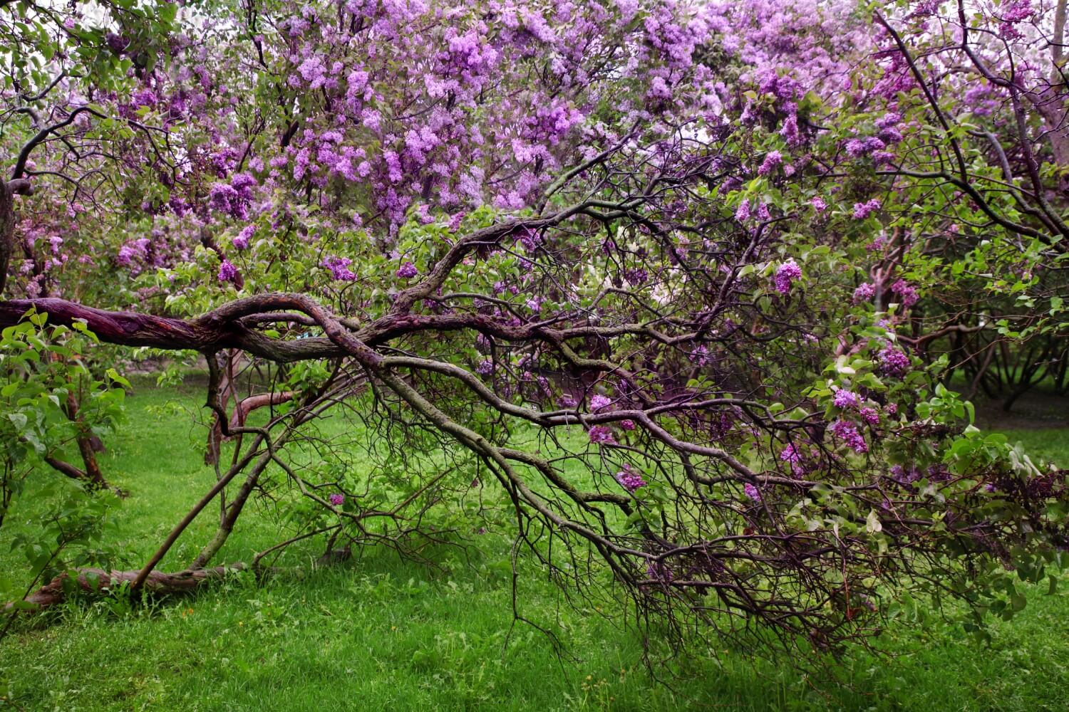 Blooming lilac garden