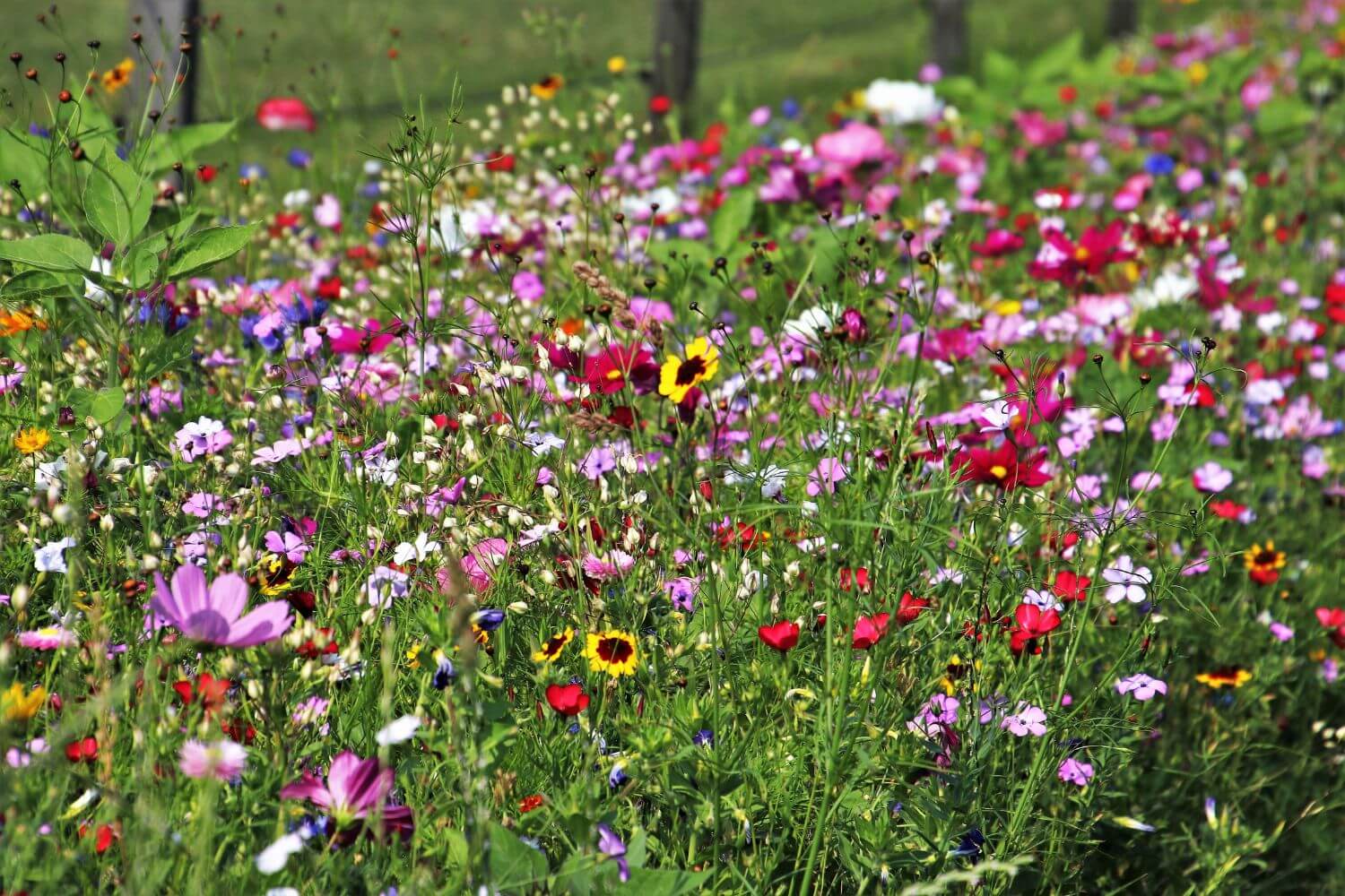 Wildflowers in the Meadow