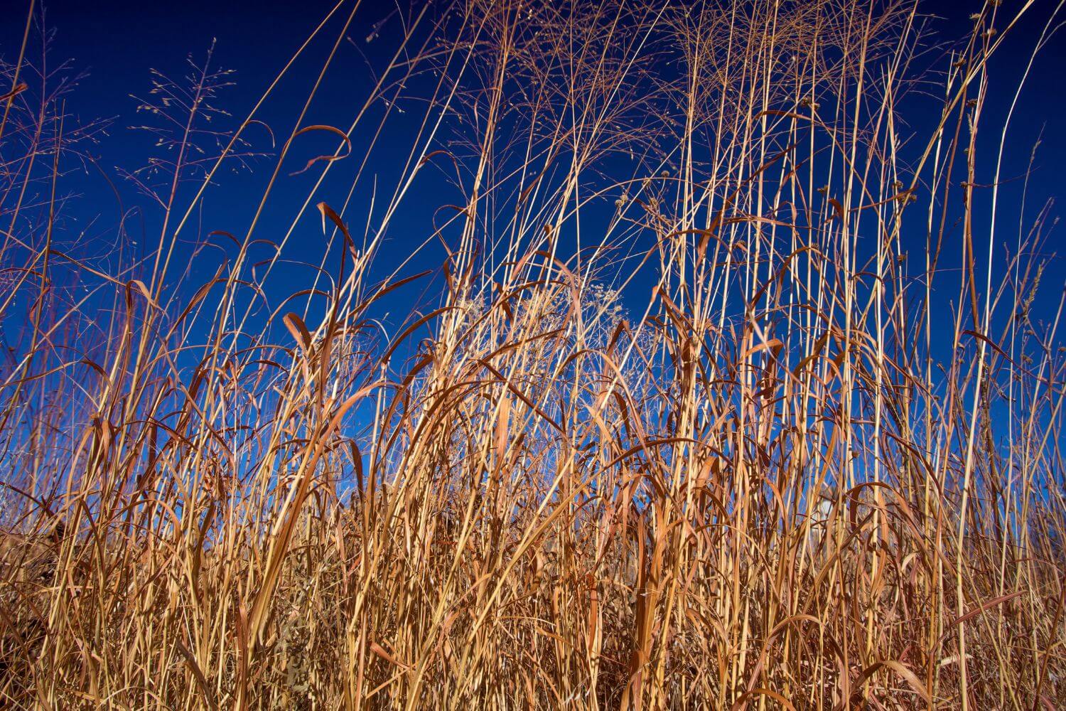 Big bluestem and switch grass