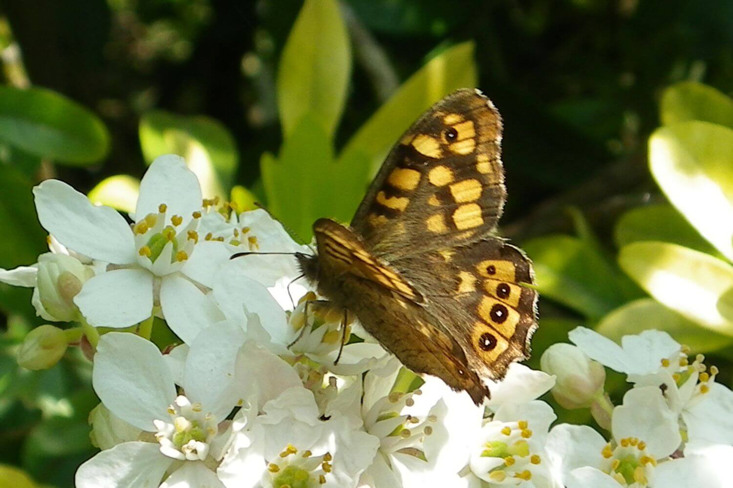 Butterfly on choisya White flower