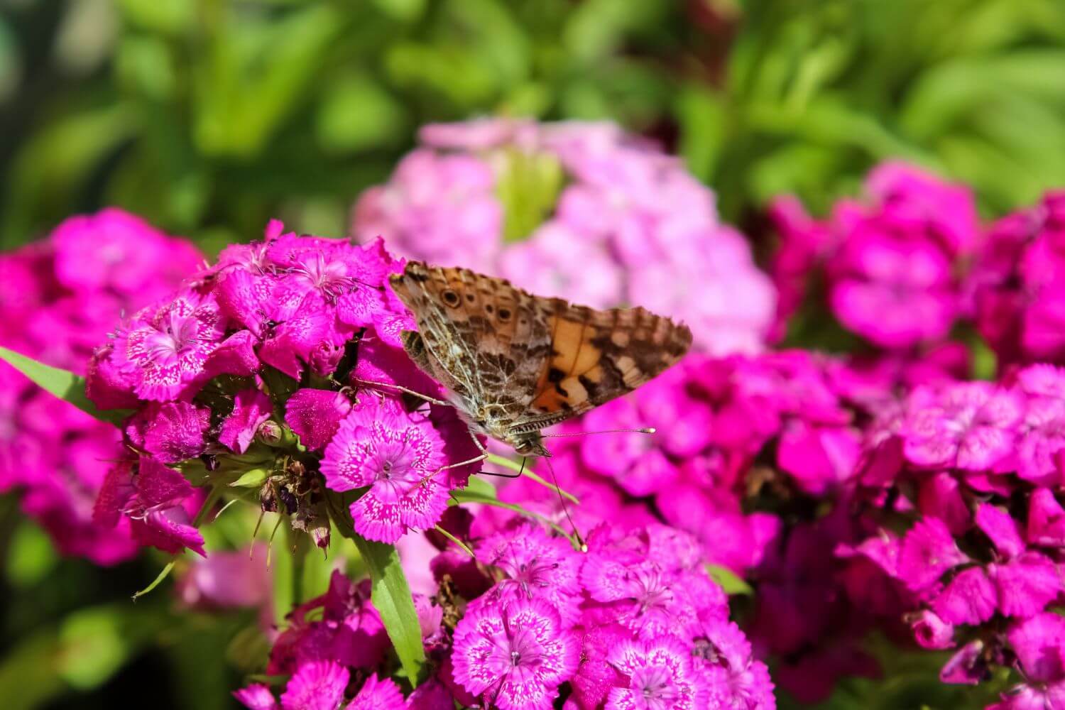 Butterfly sitting on flower Phlox