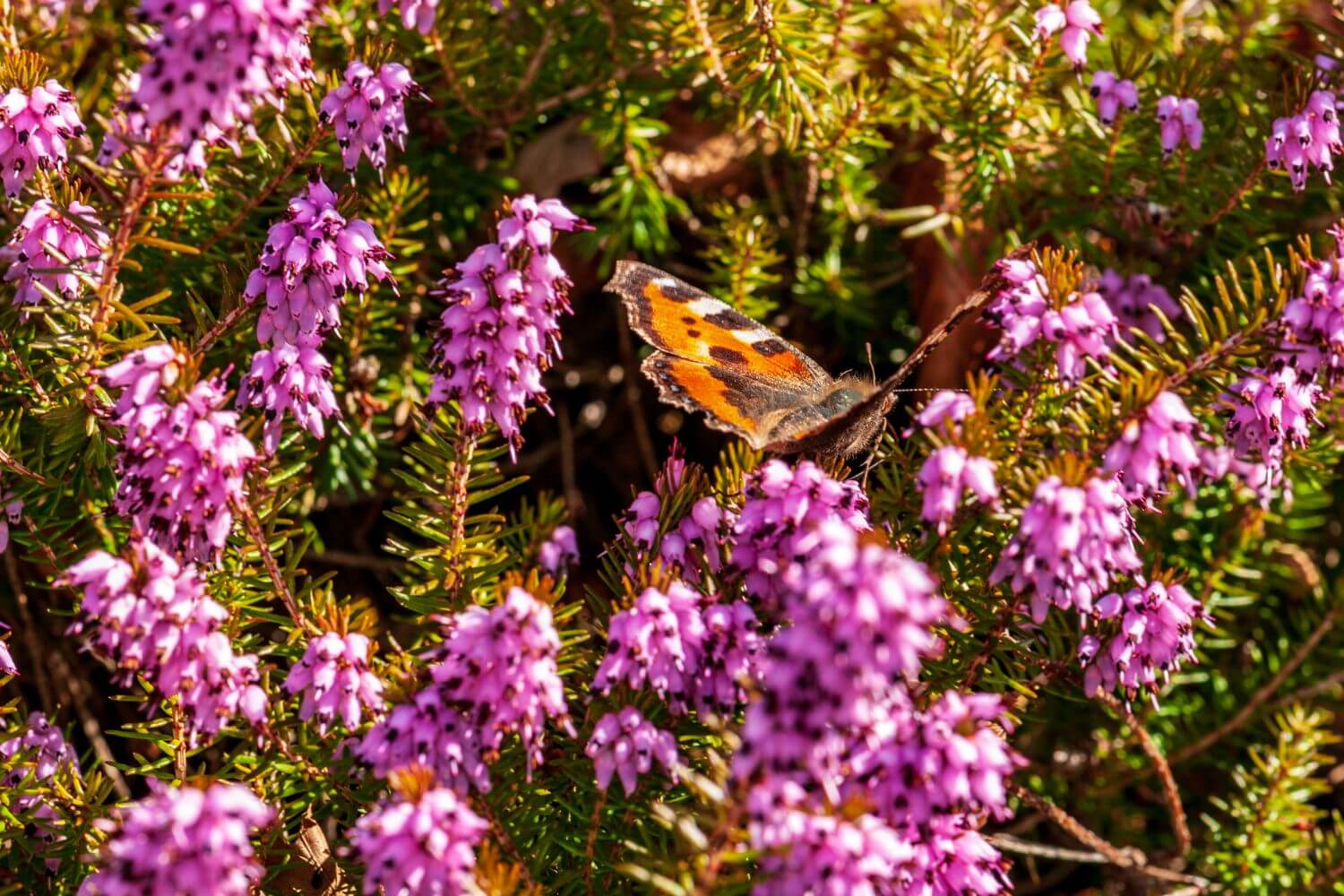 Flowers Spring Heath forest Erica carnea