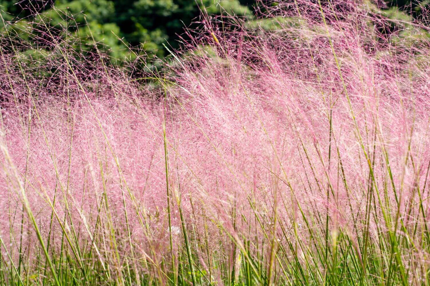 Hairawn muhly
