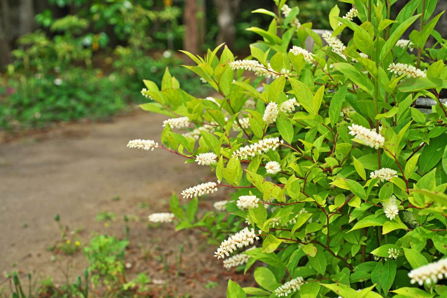 Itea virginica