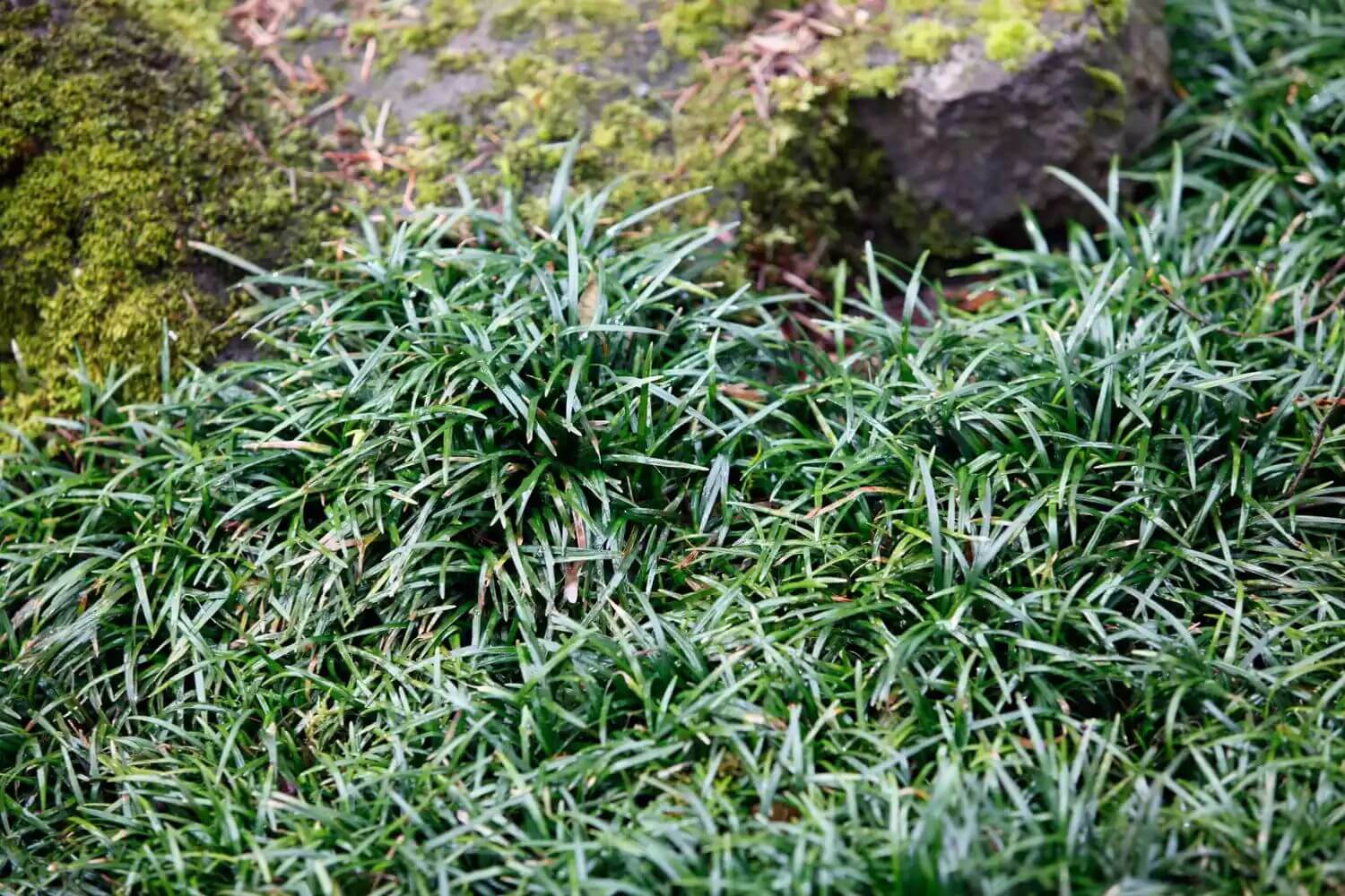Monkey grass