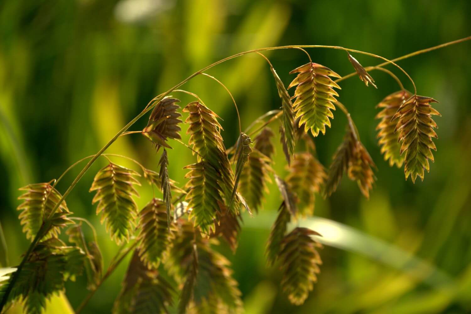 Northern Sea Oats Chasmanthium latifolium