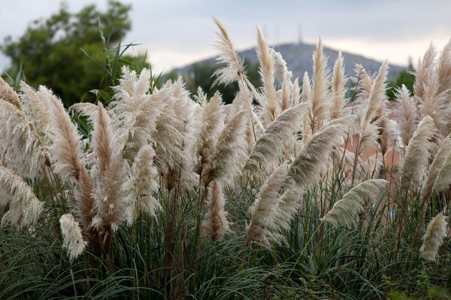 Pampas grass