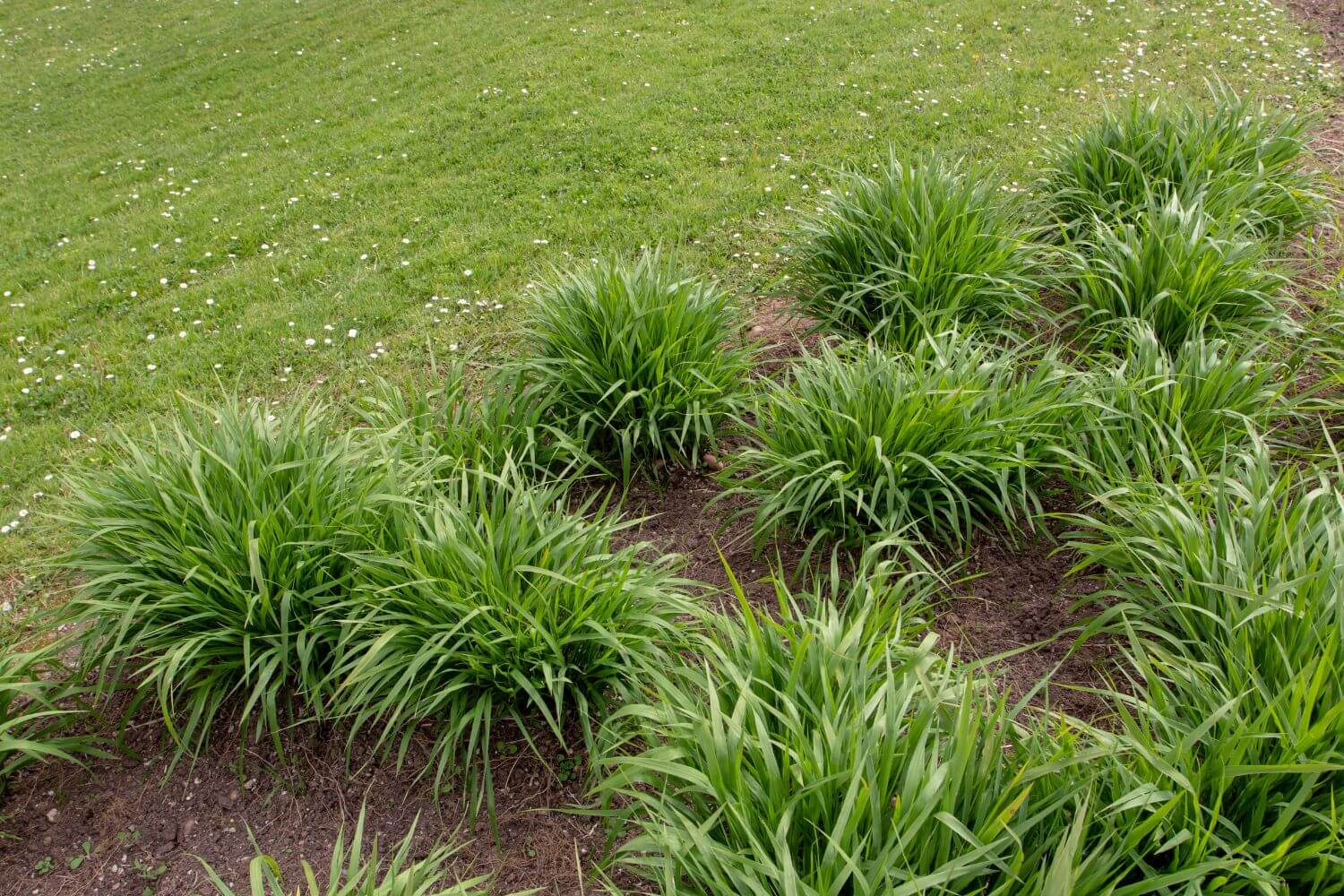 Tall Purple Moor Grass