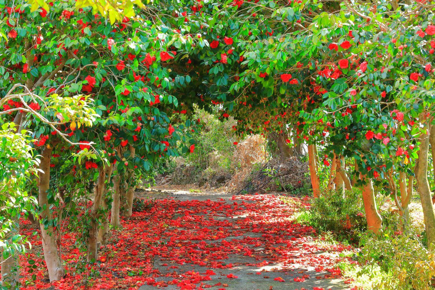 Camellia spp.