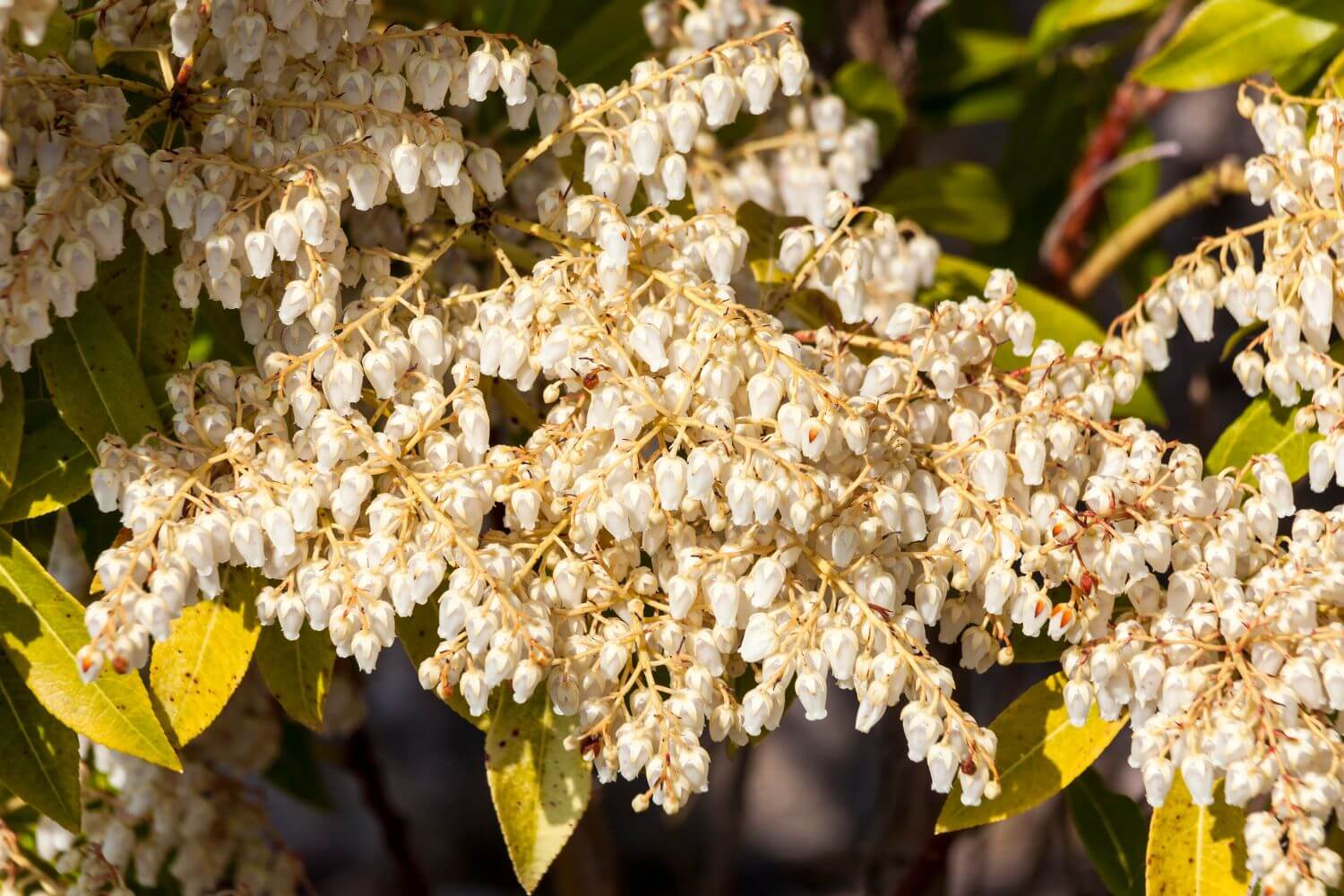 Pieris japonica