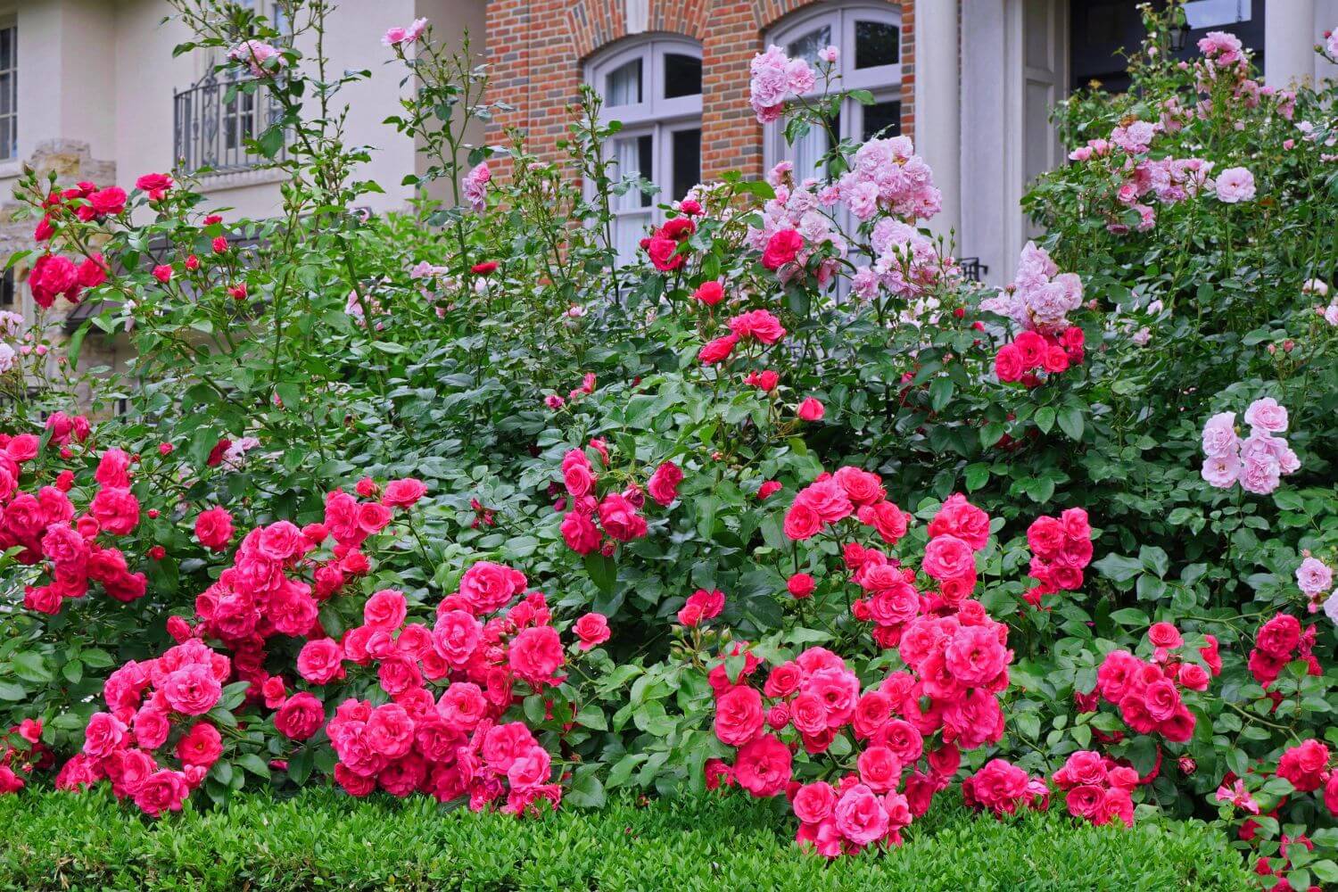 Tall shrub roses used as a beautiful hedge for privacy