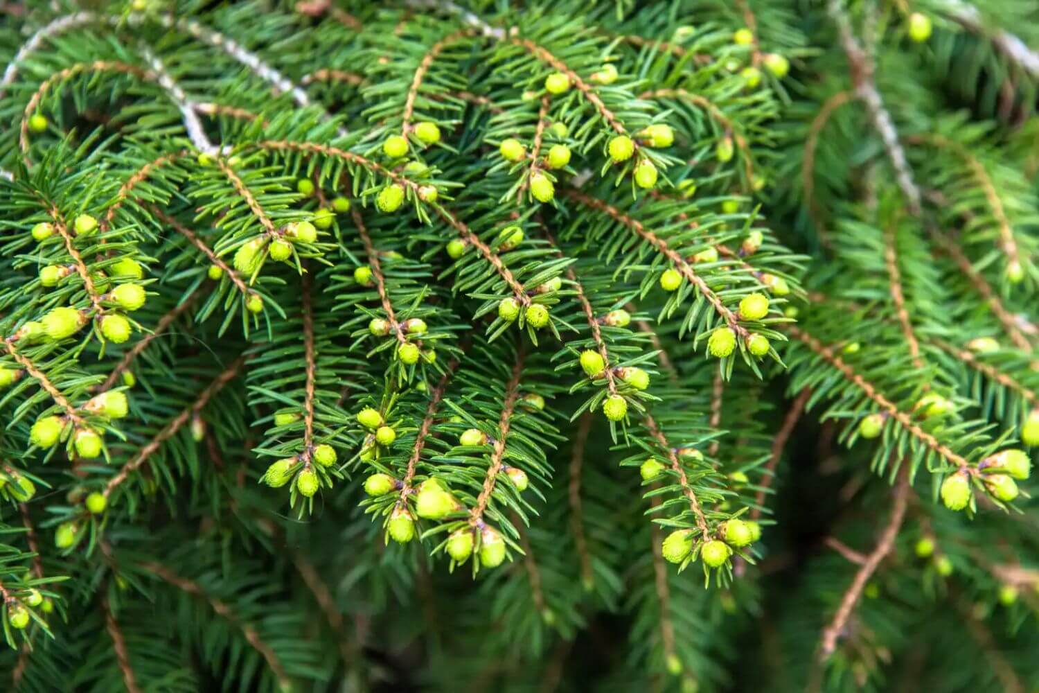 Yew (Taxus)