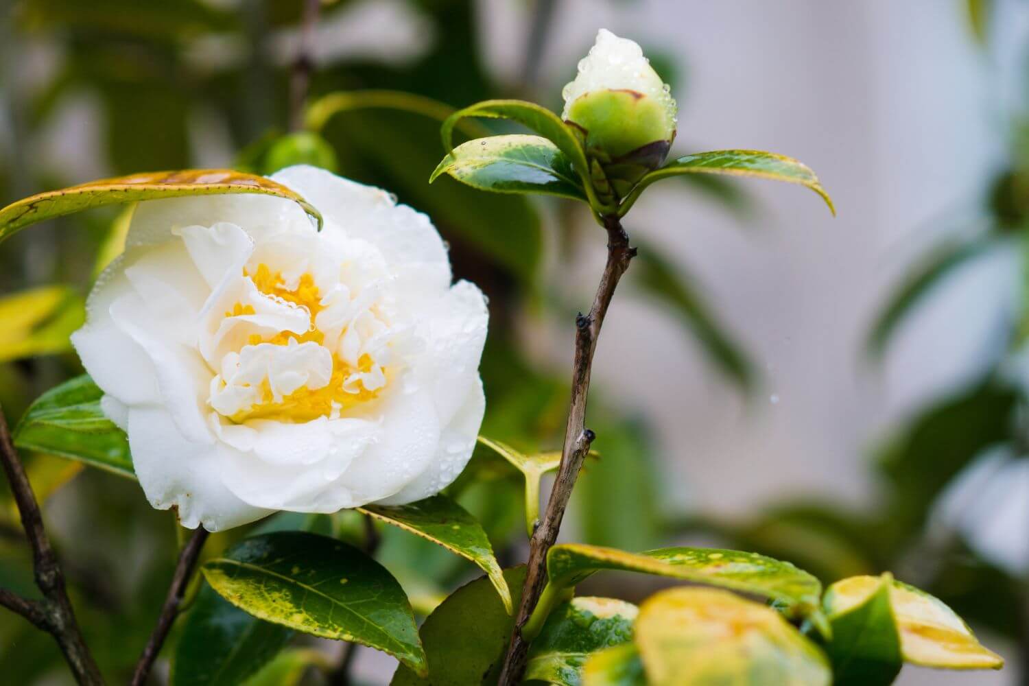 Camellia evergreen shrub