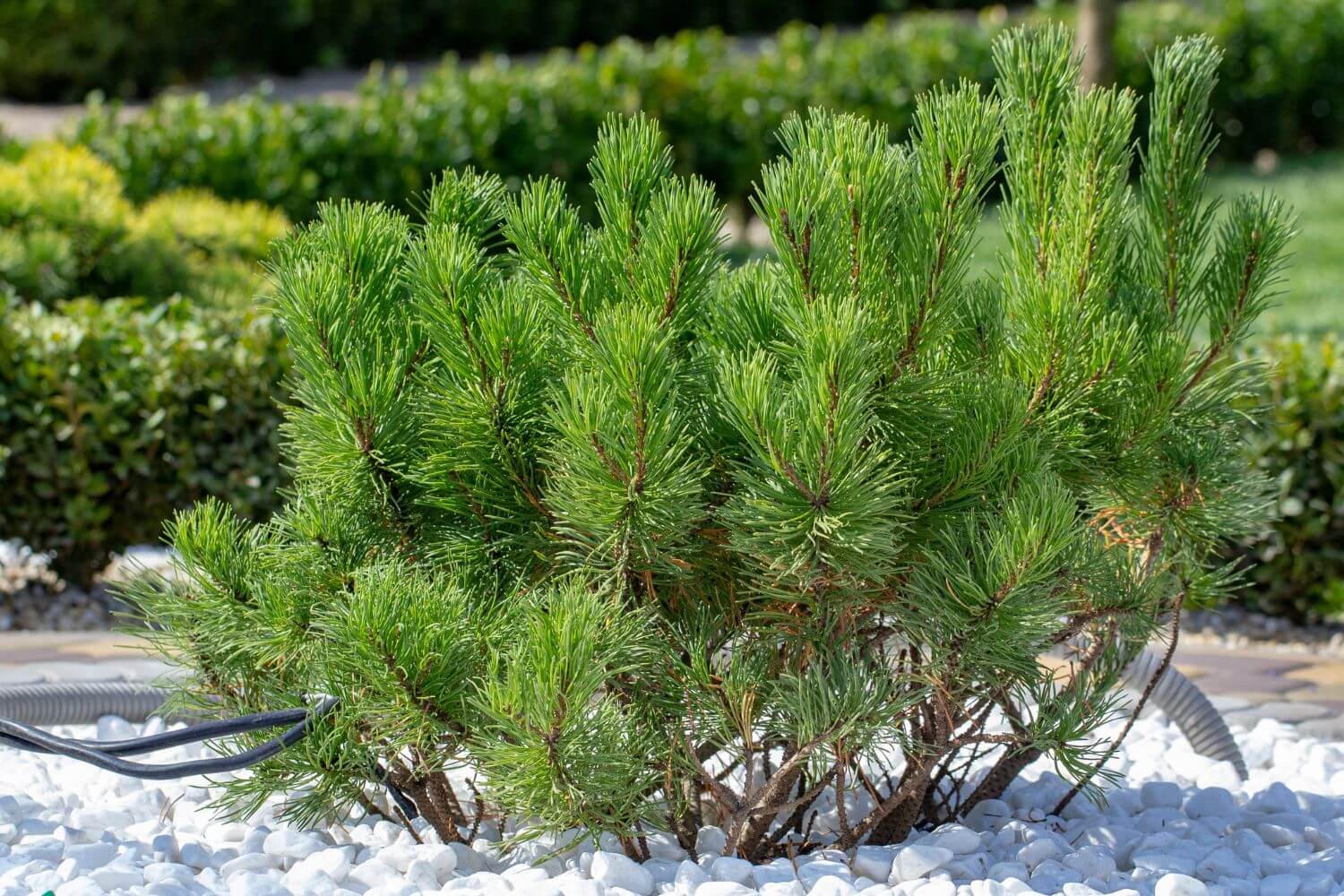 Cultivar dwarf mountain pine Pinus mugo var. pumilio in the rocky garden