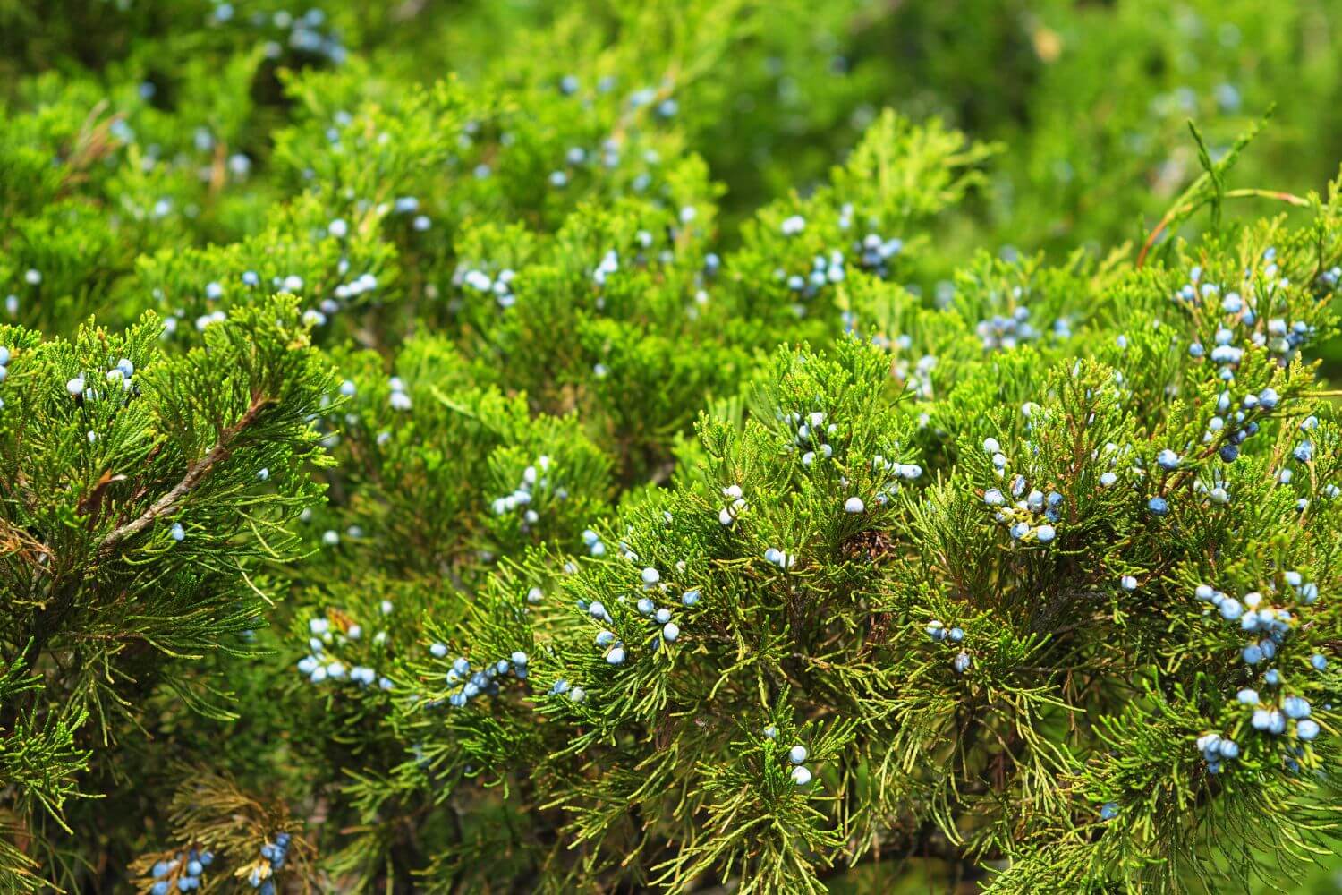 Green juniper with juniper berry