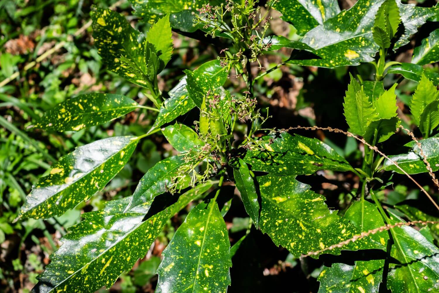 Japanese spotted laurel, aucuba japonica